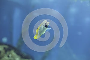 Tropical butterfly fish