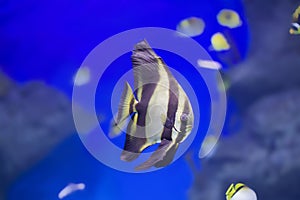 Tropical butterfly fish on a blue background