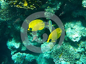 Tropical butterfly fish on Colourful coral reef in the Red Sea