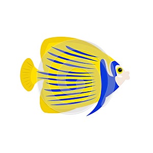 Tropical butterfly fish on white background.