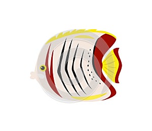 Tropical butterfly fish on white background.