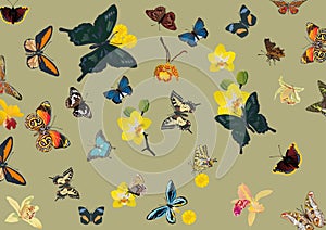 Tropical butterfly and flower background