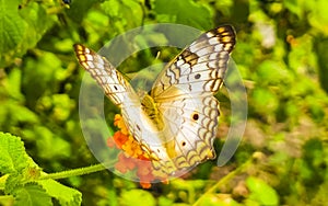 Tropical butterfly on flower plant in forest and nature Mexico
