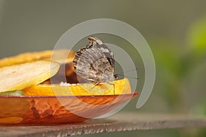 Tropical butterfly on a fruits