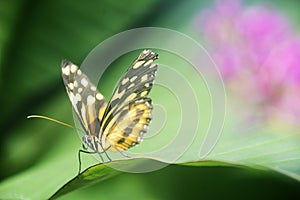 Tropical butterfly on a green leaf with pink background