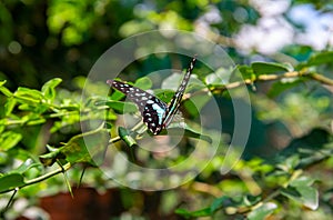 Tropical butterfly on green tree branch, closeup photo. Tropical insect macrophoto. Exotic butterfly with white dots