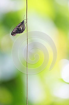 Tropical butterfly hanging on a vertical filament, Indonesia