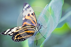 Tropical butterfly (Heliconius hecale zuleika)