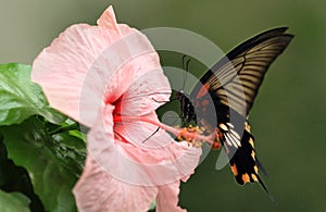 Tropical butterfly on hibiscus