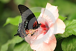 Tropical butterfly on hibiscus