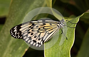 Tropical butterfly Idea Leuconoe. Rice paper. Nymphalidae