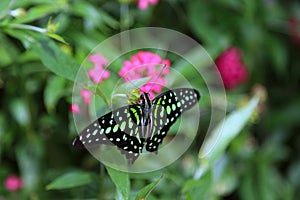 Tropical butterfly in its natural habitat.