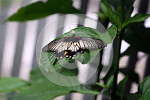 Tropical butterfly in its natural habitat.