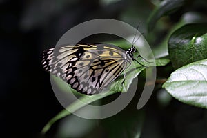 Tropical butterfly in its natural habitat.