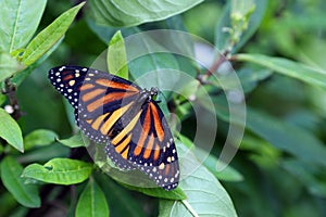 Tropical butterfly in its natural habitat.