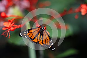 Tropical butterfly in its natural habitat.