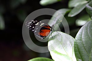 Tropical butterfly in its natural habitat.