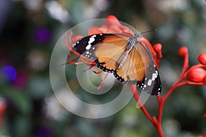 Tropical butterfly in its natural habitat.