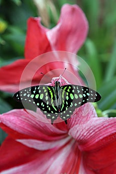 Tropical butterfly in its natural habitat.