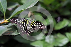 Tropical butterfly in its natural habitat.