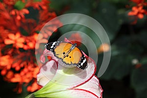 Tropical butterfly in its natural habitat.