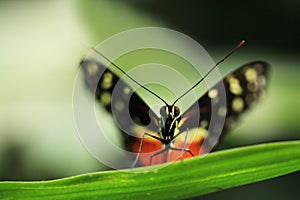 Tropical butterfly on leaf