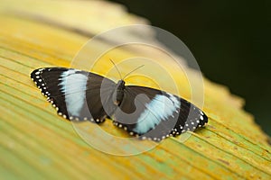 Tropical butterfly on leaf