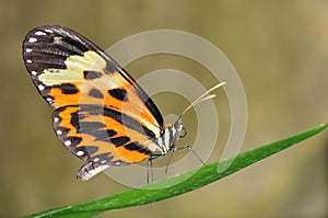 Tropical butterfly on leaf