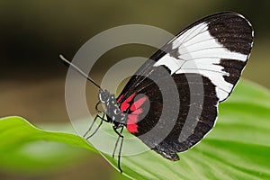 Tropical butterfly on leaf