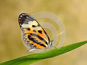 Tropical butterfly on leaf