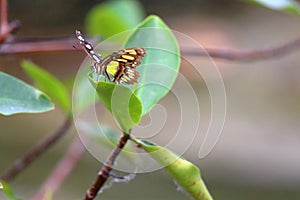 Tropical butterfly in mangrove. Butterflies are insects in the macrolepidopteran clade Rhopalocera from the order Lepidoptera.