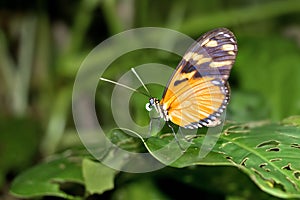 Tropical Butterfly, Marino Ballena National Park, Costa Rica