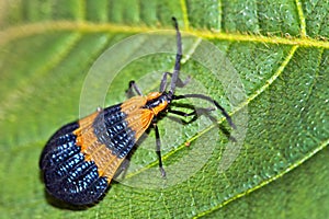 Tropical Butterfly, Marino Ballena National Park, Costa Rica