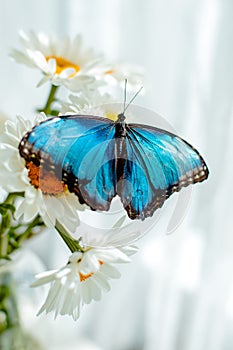 tropical butterfly Morpho sits on a white flower in a bouquet of large daisies and gerberas on a white background, macro