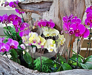 Tropical Butterfly Orchids Flower Arrangement