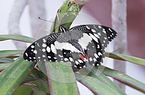 Tropical butterfly Papilio demoleus