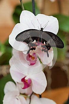 Tropical butterfly PAPILIO POLYTES on a large flower of Phalaenopsis orchid