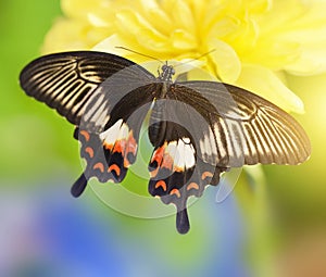 Tropical butterfly Papilio Polytes