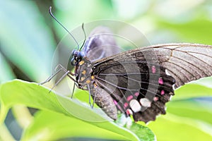 Tropical butterfly (Parides Iphidamas)