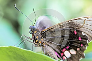 Tropical butterfly (Parides Iphidamas)