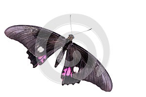 Tropical butterfly (Parides Iphidamas)