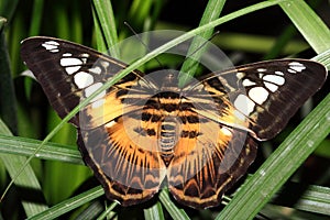 Tropical butterfly (Parthenos silvia)