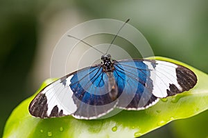 Tropical butterfly, passionfalter, cydno
