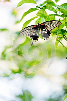 Tropical butterfly perching on a plant leaf