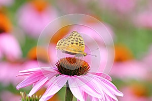 Tropical butterfly and Pink Cone Flower