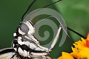 Tropical butterfly on plant