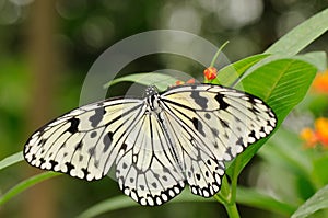 Tropical butterfly on plant