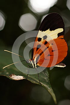 Tropical butterfly from rainforest.
