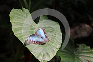 Tropical butterfly