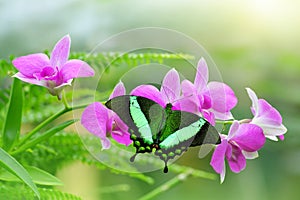 Tropical butterfly resting open winged on purple orchid flower.